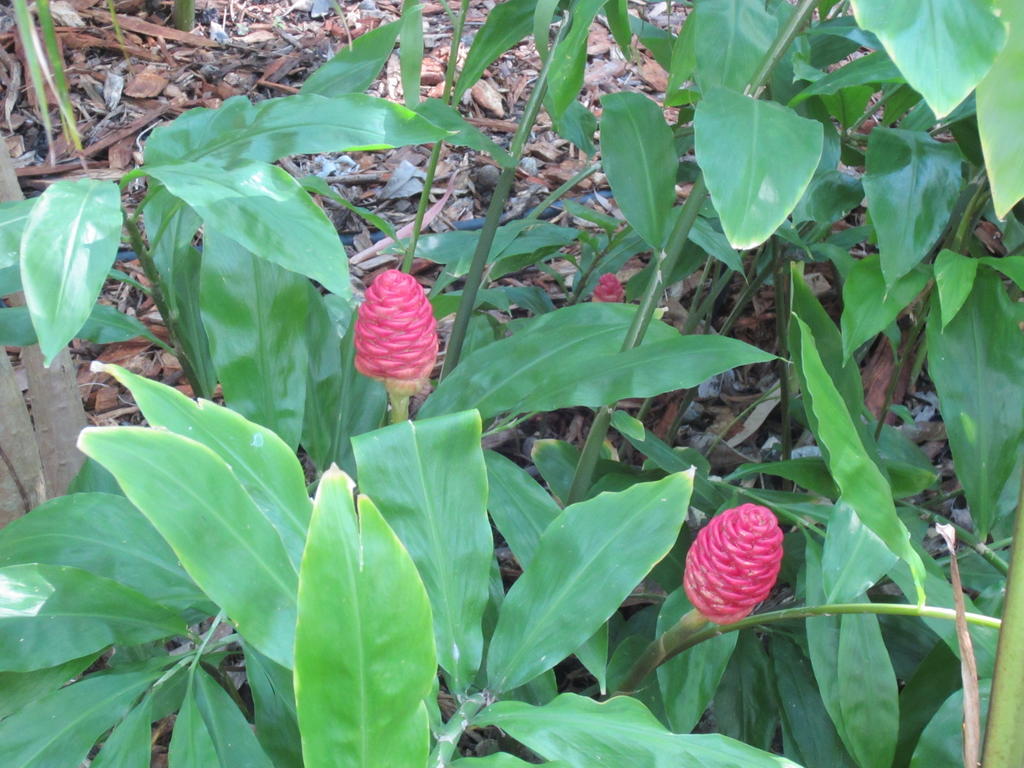 Eden Lodge Nambour Kültér fotó