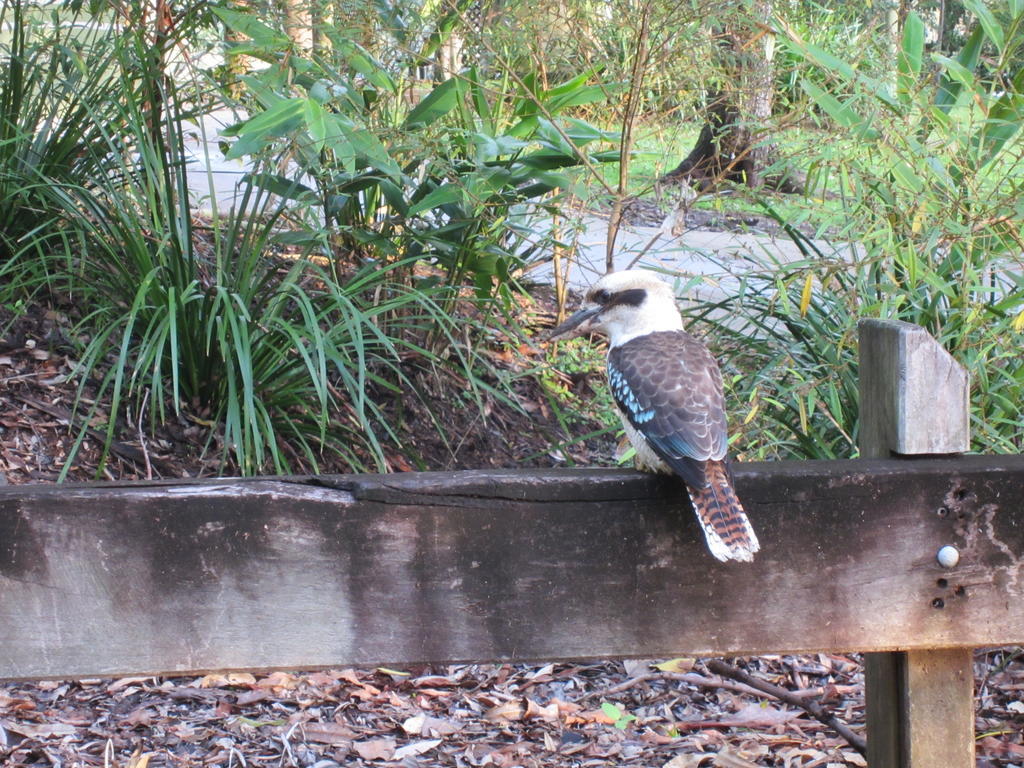 Eden Lodge Nambour Kültér fotó